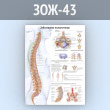 Плакат «Заболевания позвоночника» (ЗОЖ-43, пластик 2 мм, А1, 1 лист)